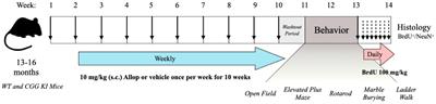 Allopregnanolone Improves Locomotor Activity and Arousal in the Aged CGG Knock-in Mouse Model of Fragile X-Associated Tremor/Ataxia Syndrome